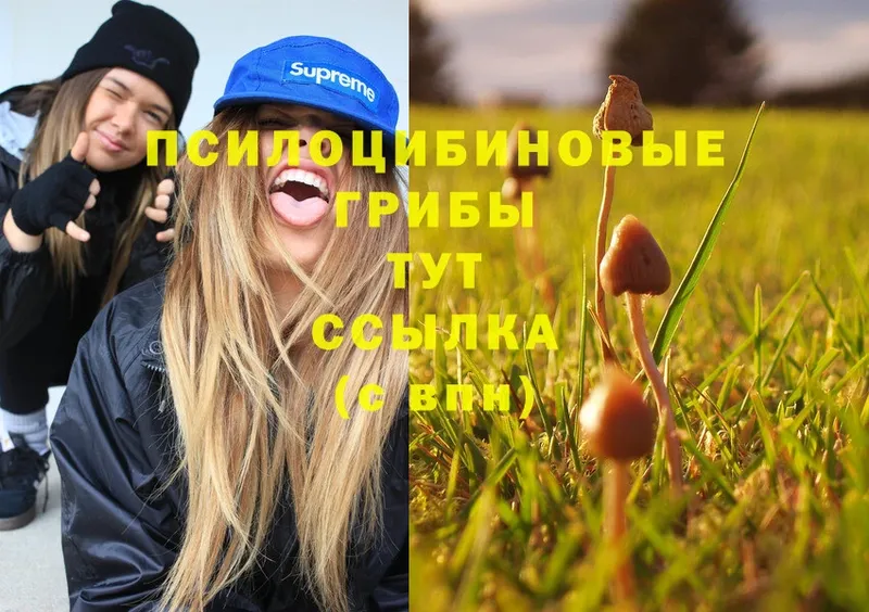 купить наркотики сайты  Вихоревка  Галлюциногенные грибы MAGIC MUSHROOMS 